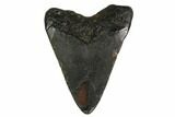 Bargain, Megalodon Tooth - North Carolina #152943-1